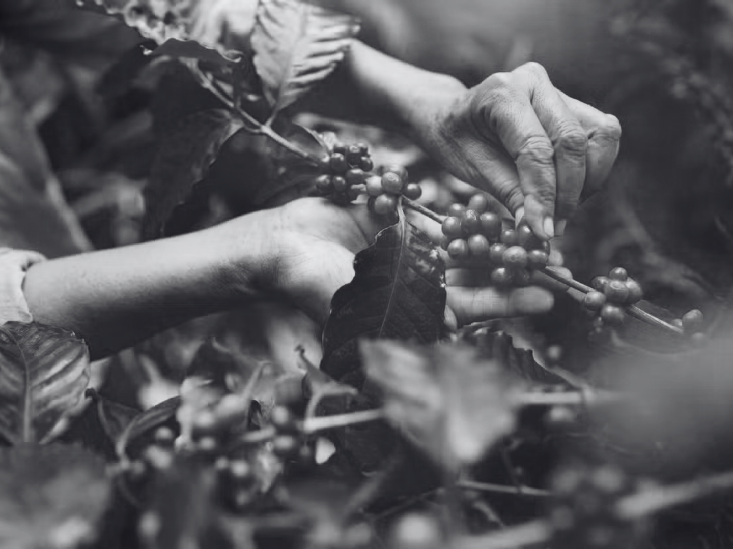 Detailed black and white close-up showing experienced hands harvesting raw organic agricultural product during an agro-tourism experience.